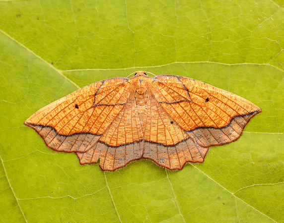 70.227 BF1907 Bordered Beauty Epione repandaria