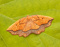 70.227 BF1907 Bordered Beauty Epione repandaria