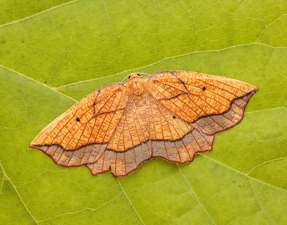 70.227 BF1907 Bordered Beauty Epione repandaria