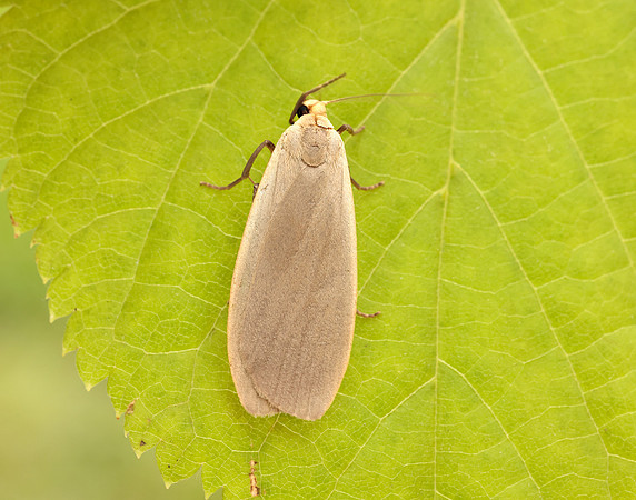 72.044 BF2044 Dingy Footman Eilema griseola