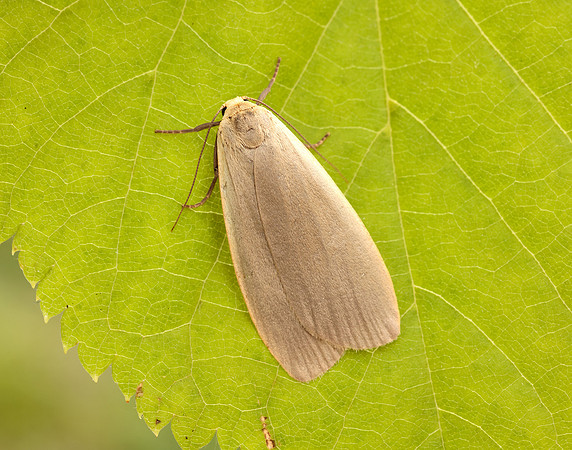 72.044 BF2044 Dingy Footman Eilema griseola
