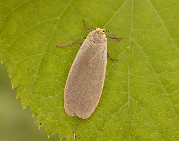 72.044 BF2044 Dingy Footman Eilema griseola