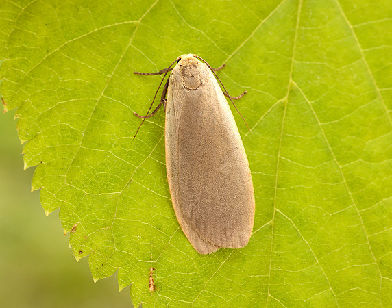 72.044 BF2044 Dingy Footman Eilema griseola
