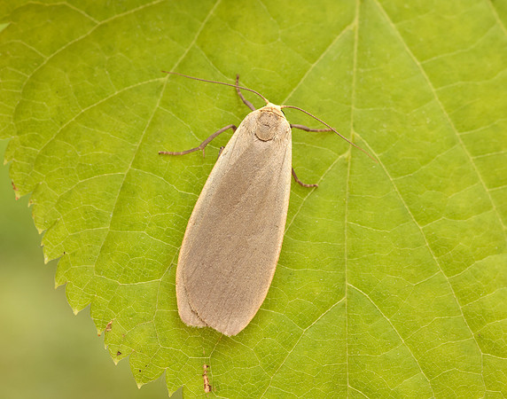 72.044 BF2044 Dingy Footman Eilema griseola