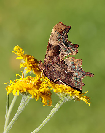 Comma Polygonia c-album