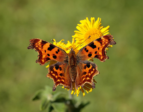 Comma Polygonia c-album