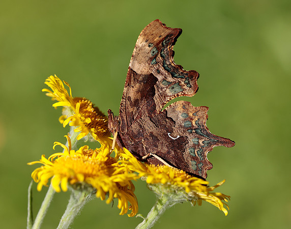 Comma Polygonia c-album