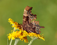 Comma Polygonia c-album