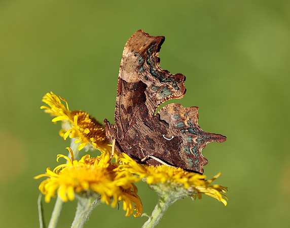Comma Polygonia c-album