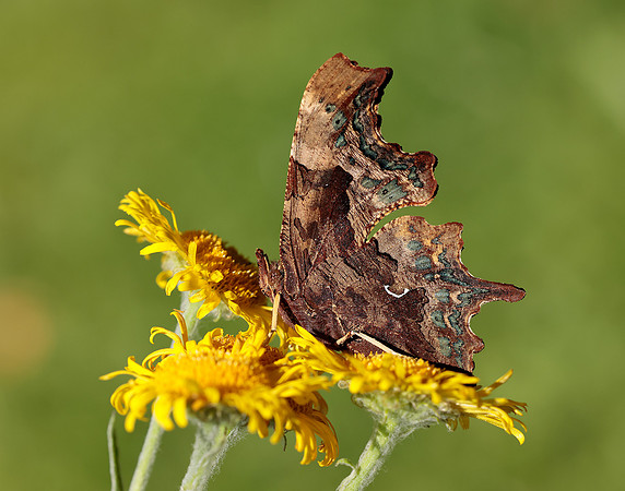 Comma Polygonia c-album