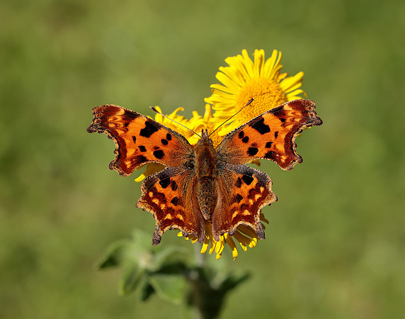 Comma Polygonia c-album