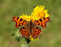 Comma Polygonia c-album