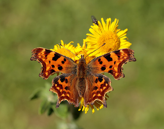 Comma Polygonia c-album