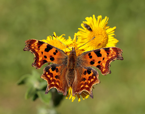 Comma Polygonia c-album