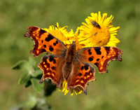 Comma Polygonia c-album