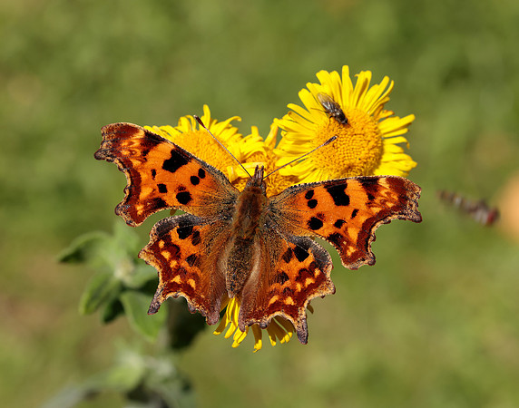 Comma Polygonia c-album