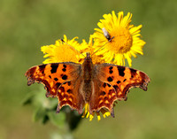 Comma Polygonia c-album