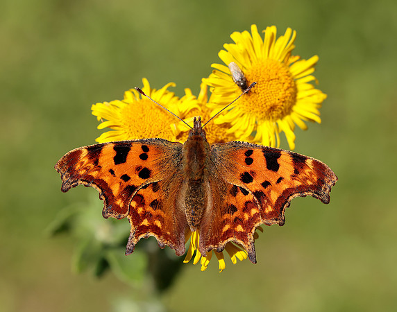Comma Polygonia c-album