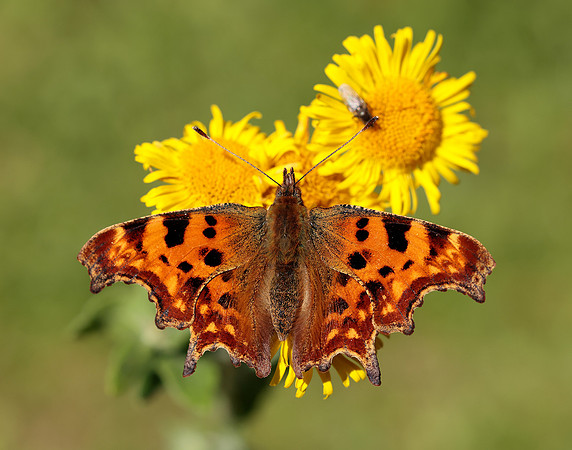Comma Polygonia c-album