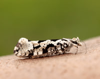 17.012 BF462 Ypsolopha sequella