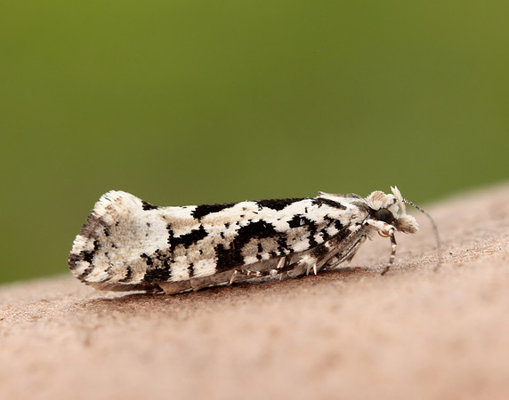 17.012 BF462 Ypsolopha sequella