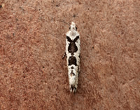 17.012 BF462 Ypsolopha sequella