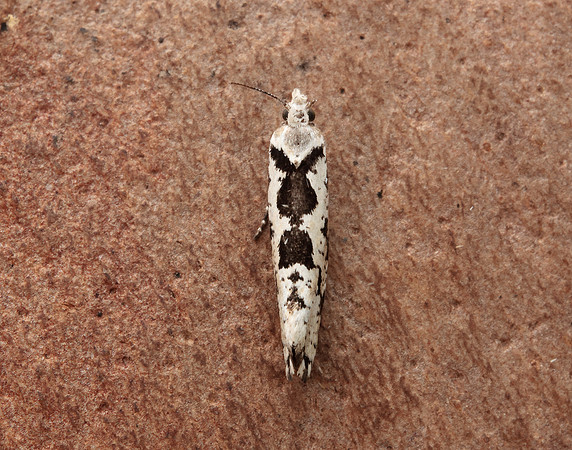 17.012 BF462 Ypsolopha sequella