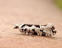 17.012 BF462 Ypsolopha sequella