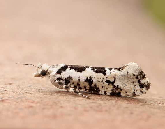 17.012 BF462 Ypsolopha sequella
