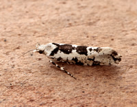 17.012 BF462 Ypsolopha sequella