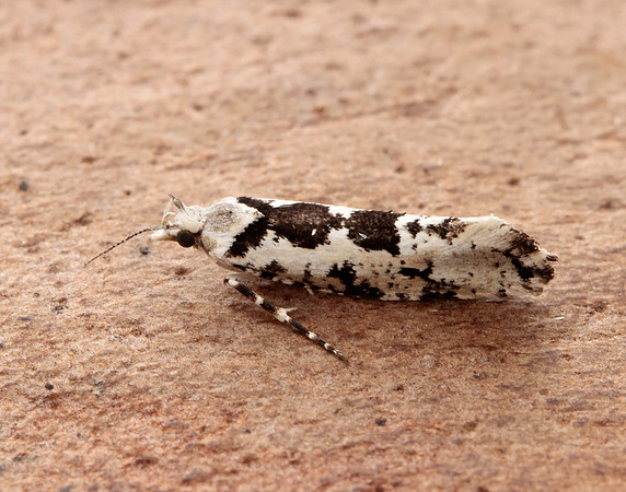 17.012 BF462 Ypsolopha sequella