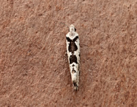 17.012 BF462 Ypsolopha sequella