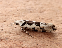 17.012 BF462 Ypsolopha sequella