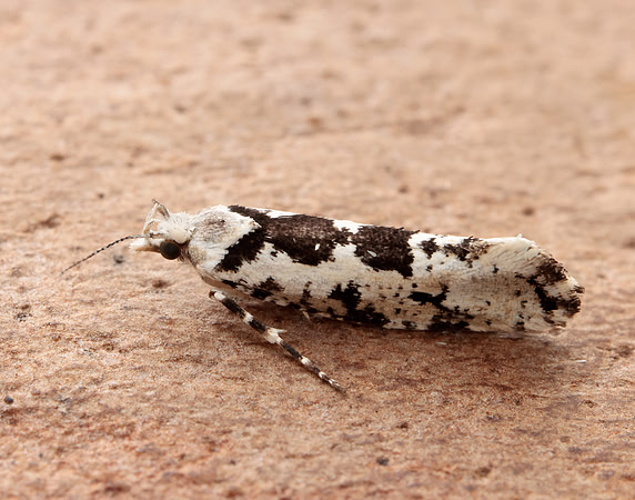 17.012 BF462 Ypsolopha sequella