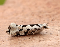 17.012 BF462 Ypsolopha sequella