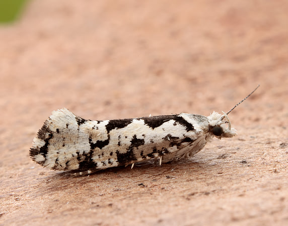 17.012 BF462 Ypsolopha sequella