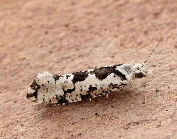 17.012 BF462 Ypsolopha sequella