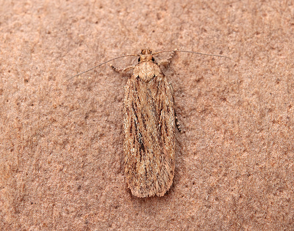 32.036 BF672 Parsnip Moth Depressaria radiella