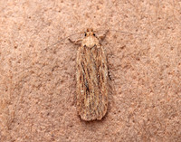 32.036 BF672 Parsnip Moth Depressaria radiella