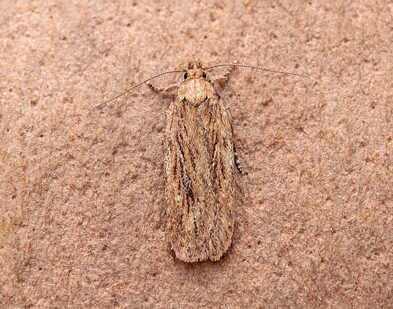 32.036 BF672 Parsnip Moth Depressaria radiella