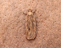 32.036 BF672 Parsnip Moth Depressaria radiella