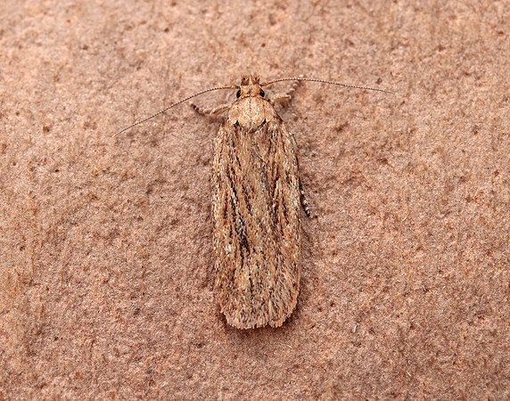 32.036 BF672 Parsnip Moth Depressaria radiella