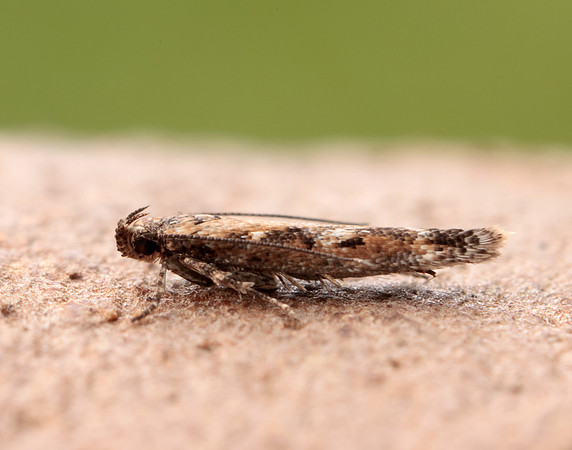 35.131 BF829 Caryocolum marmorea