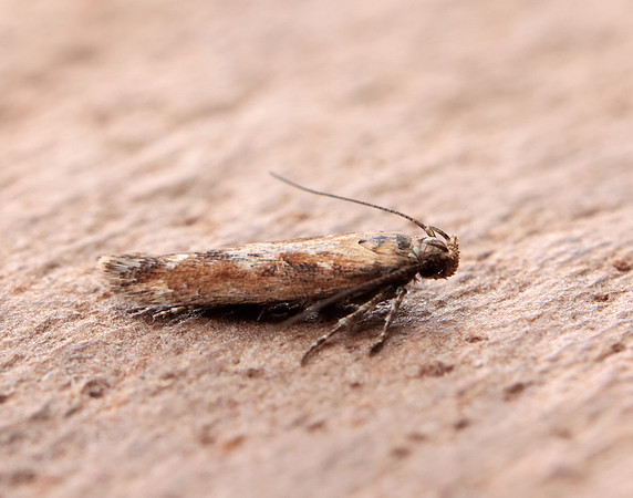 35.131 BF829 Caryocolum marmorea