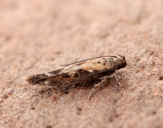 35.131 BF829 Caryocolum marmorea