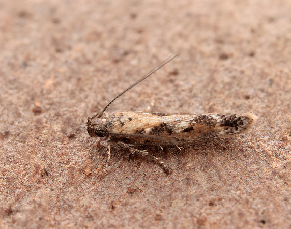 35.131 BF829 Caryocolum marmorea