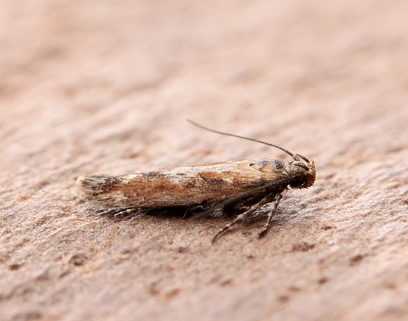 35.131 BF829 Caryocolum marmorea