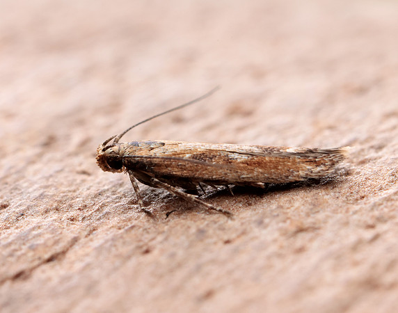 35.131 BF829 Caryocolum marmorea