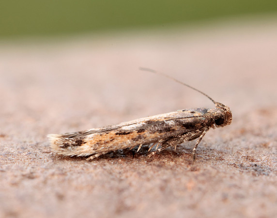 35.131 BF829 Caryocolum marmorea