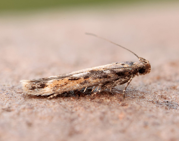 35.131 BF829 Caryocolum marmorea